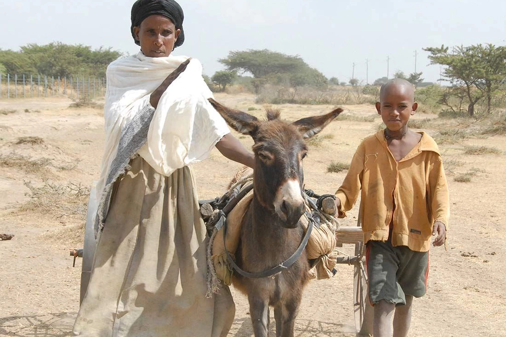 Nine Donkeys for Ethiopia: roromedia's Charitable Christmas Project