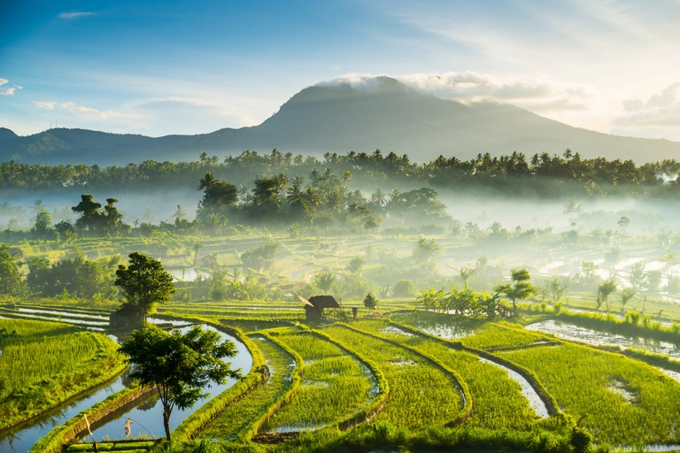 Rice paddies